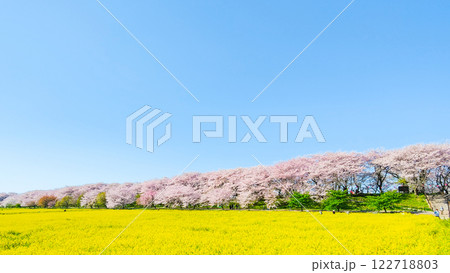 権現堂桜堤 122718803