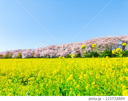 権現堂桜堤 122718804