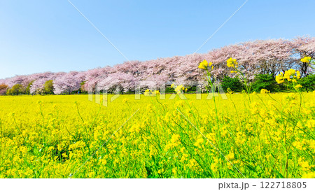 権現堂桜堤 122718805