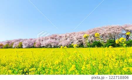 権現堂桜堤 権現堂桜堤 122718806