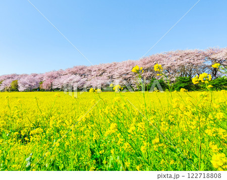 権現堂桜堤 権現堂桜堤 122718808