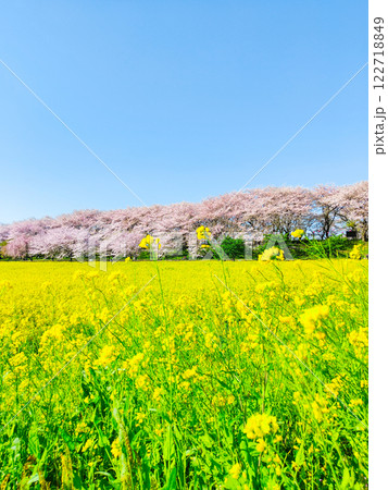 権現堂桜堤 権現堂桜堤 122718849