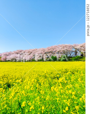 権現堂桜堤 権現堂桜堤 122718852