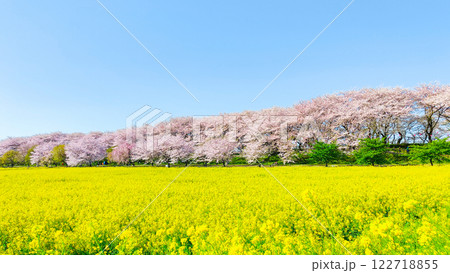 権現堂桜堤 権現堂桜堤 122718855