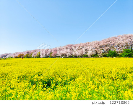 権現堂桜堤 権現堂桜堤 122718863