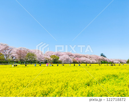 権現堂桜堤 権現堂桜堤 122718872