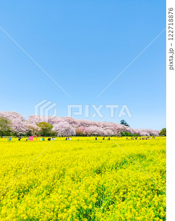 権現堂桜堤 122718876