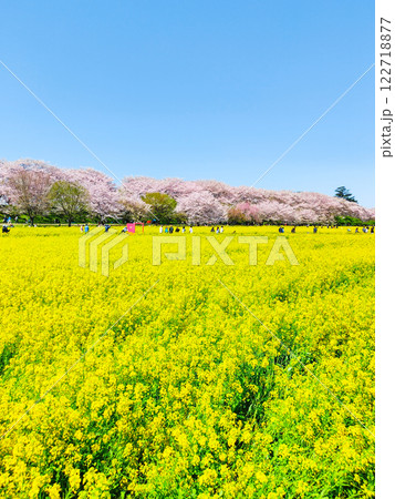 権現堂桜堤 権現堂桜堤 122718877