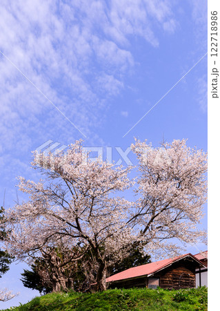北海道壮瞥町、壮瞥川近くの滝不動尊で咲き誇る桜【4月】 122718986