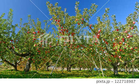 晩秋の信州飯綱町 里山のりんご畑に実るサンフジりんご青空に映える 122718987