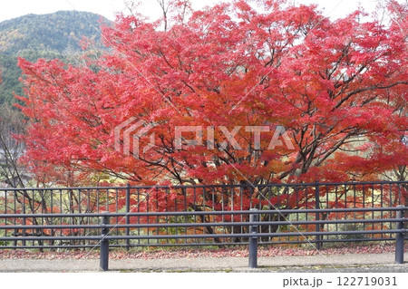 京都大原の紅葉 122719031