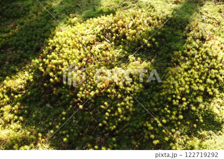 三千院庭園の苔 122719292