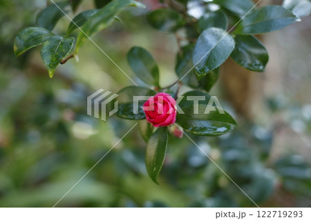 三千院の山茶花 122719293