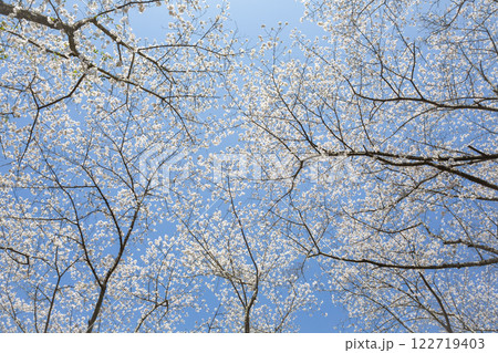 青空を背景に満開の桜 青空を背景に満開の桜 122719403