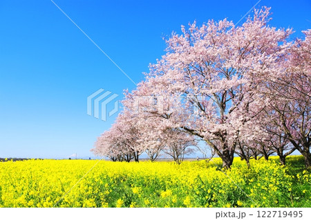 渡良瀬遊水地の桜と菜の花 122719495