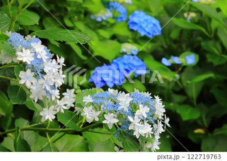 ガク紫陽花 122719763