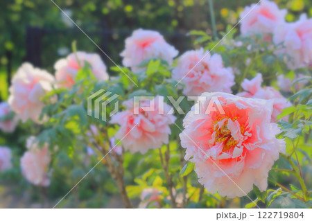 群生する百花の王牡丹の花 群生する百花の王牡丹の花 122719804