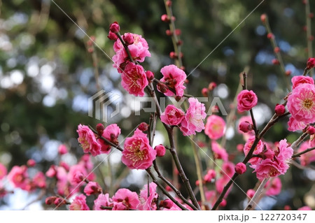 冬の公園に咲くピンク色の紅梅の花 122720347