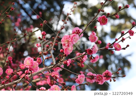 冬の公園に咲くピンク色の紅梅の花 122720349