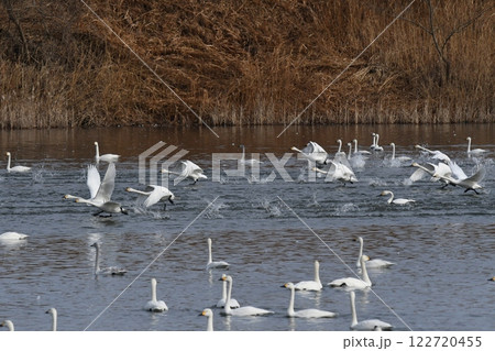 飛び出す白鳥の群れ 飛び出す白鳥の群れ 122720455