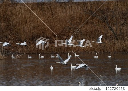 飛び出す白鳥の群れ 122720458