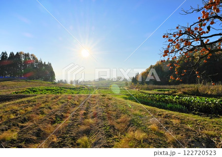 長野県飯山市 神戸地区（こうどちく）から晩秋の菜の花公園を望む 122720523