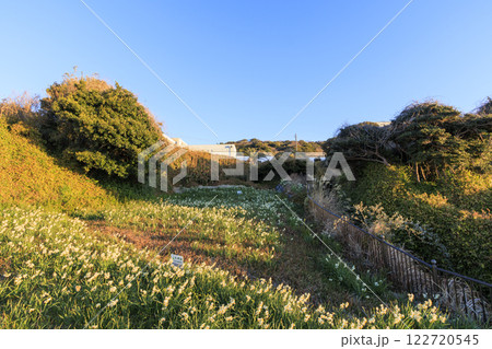 北下浦スイセンロードの早春 122720545