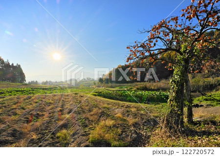長野県飯山市 神戸地区（こうどちく）から太陽に向かい晩秋の菜の花公園を望む 122720572