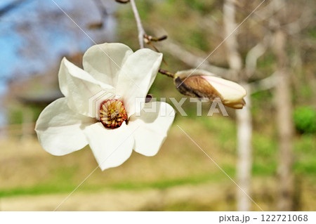 白いコブシの花（春、三月） 122721068