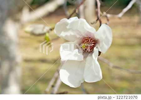 白いコブシの花(春、三月) 白いコブシの花(春、三月) 122721070
