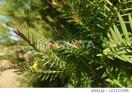 Melaleuca bracteata macro leaves small world Melaleuca bracteata macro leaves small world 122721506