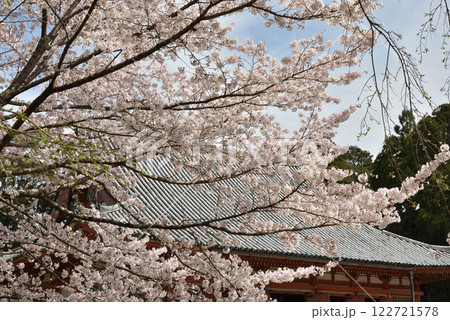 総本山醍醐寺 金堂とさくら(京都市伏見区) 総本山醍醐寺 金堂とさくら(京都市伏見区) 122721578