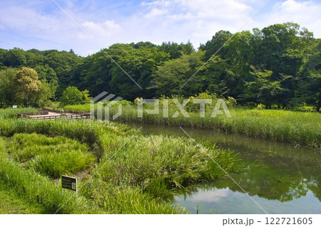 【大和市】泉の森・しらかしの池 122721605