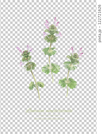 紫花地丁 (Lamium amplexicaule) 的水彩插圖 122721626