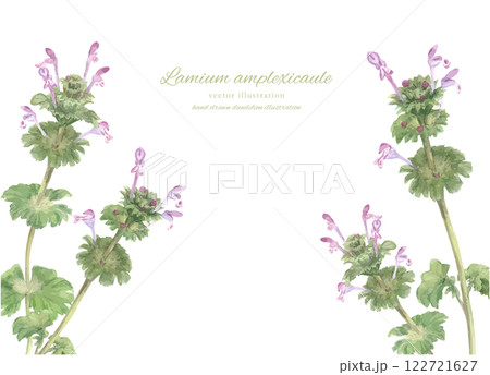 水彩で描いたホトケノザのイラスト 122721627