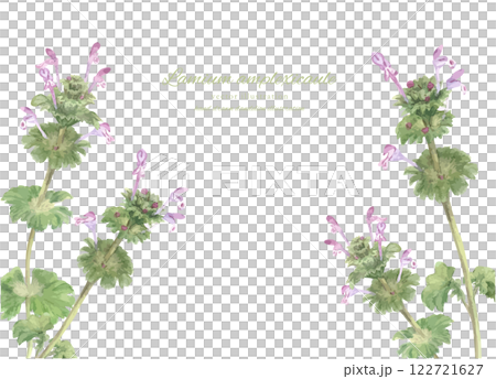 水彩で描いたホトケノザのイラスト 122721627