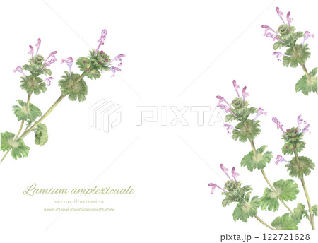 水彩で描いたホトケノザのイラスト 122721628