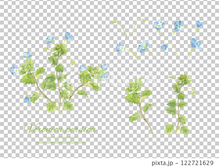 Watercolor illustration of persian quince 122721629