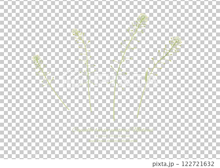 薺菜的水彩插圖 122721632