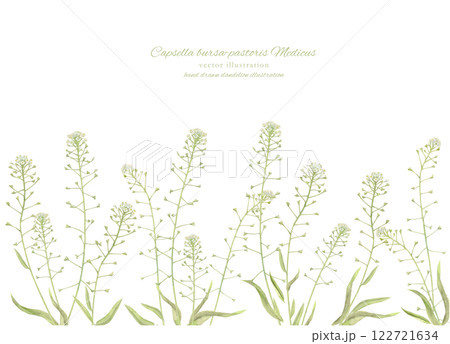 水彩で描いたナチュラルなぺんぺん草のイラスト 水彩で描いたナチュラルなぺんぺん草のイラスト 122721634