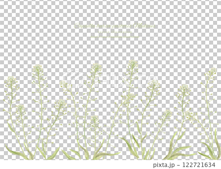 蒲公英的天然水彩插圖 122721634