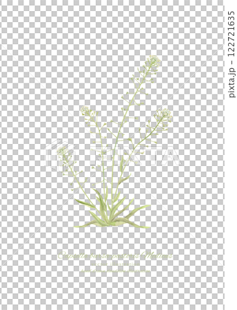 水彩で描いたナチュラルなぺんぺん草のイラスト 122721635