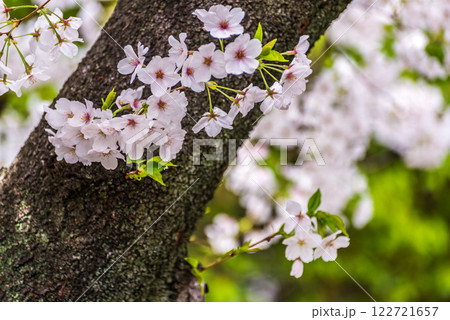 胴吹き桜 122721657