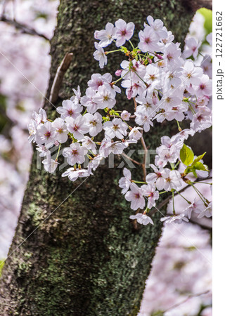 胴吹き桜 胴吹き桜 122721662