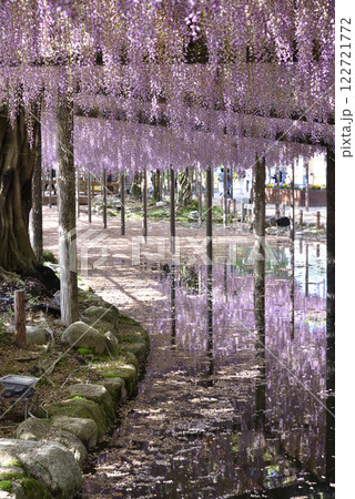 津島天王川公園　藤棚(愛知県津島市) 122721772