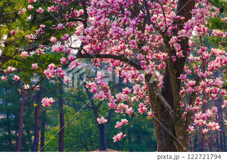 木蓮の花 122721794