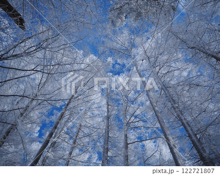 スラリと伸びる木の霧氷（横版202501110947） 122721807