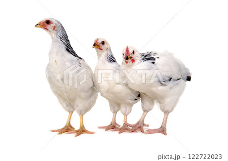 Chickens on white background Chickens on white background 122722023