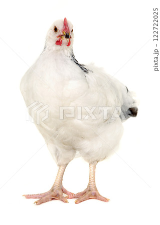 Hen on white background Hen on white background 122722025