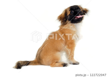 Puppy dog sitting on white background 122722047